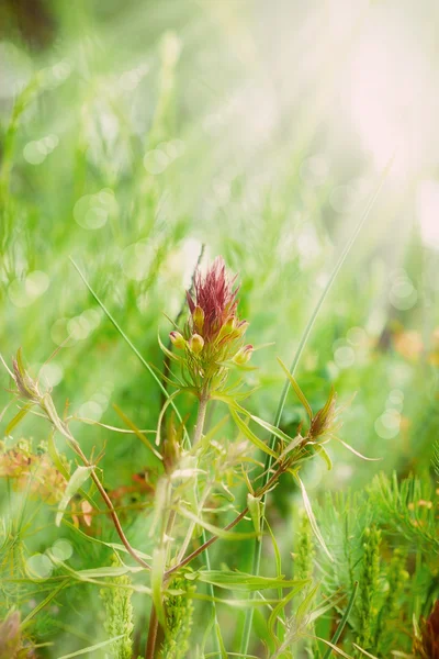 Montaña flor púrpura iluminada por los rayos del sol — Foto de Stock