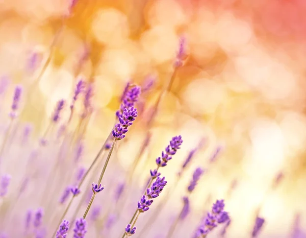 Vackra lavendel i blomma trädgård — Stockfoto