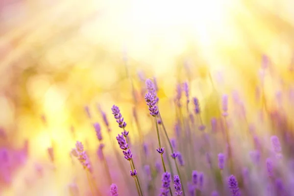 Bela lavanda no jardim de flores — Fotografia de Stock