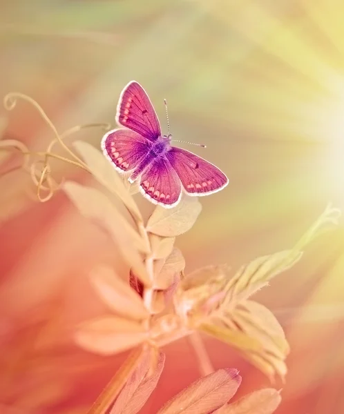 美丽的蝴蝶被阳光的光束照亮 — 图库照片