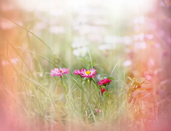 Marguerite éclairée par la lumière du soleil - rayons du soleil (rayons du soleil ) — Photo