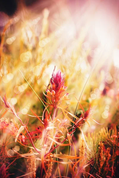 Montaña flor púrpura iluminada por los rayos del sol — Foto de Stock