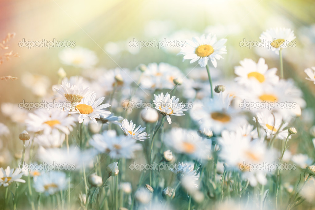 Daisy illuminated by sunlight - sun rays (sunbeams)