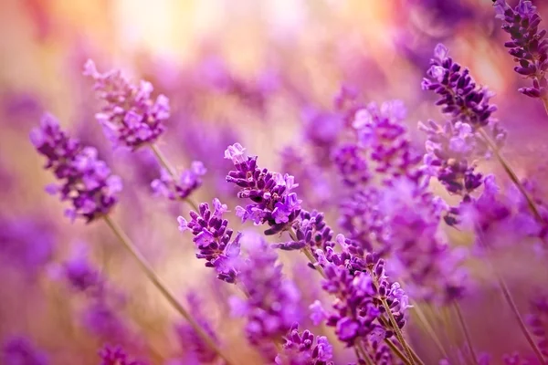 Vackra lavendel i blomma trädgård — Stockfoto
