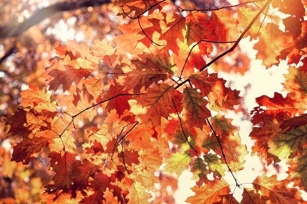 Podzimní Javorové Listy Krásná Příroda Podzim Sluneční Paprsky Procházejí Dubovými — Stock fotografie
