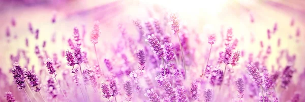 对薰衣草花 紫色薰衣草地 阳光普照的美丽薰衣草花的选择性和柔和的关注 — 图库照片