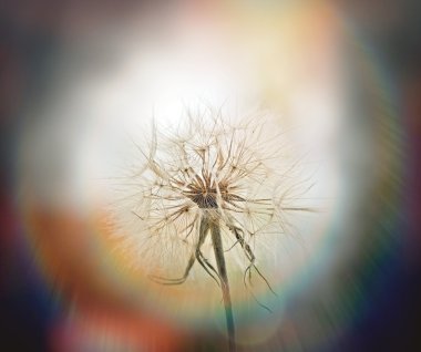 güzel karahindiba tohum - karahindiba