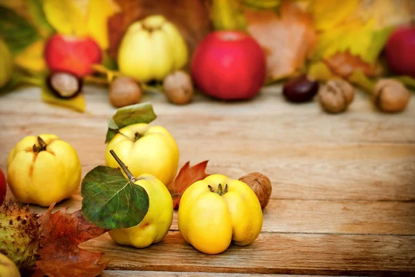 Quinces - Fruta de otoño — Foto de Stock