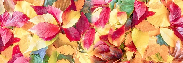 Lehullott Őszi Levelek Erdőben Gyönyörű Színes Őszi Levelek Földön — Stock Fotó
