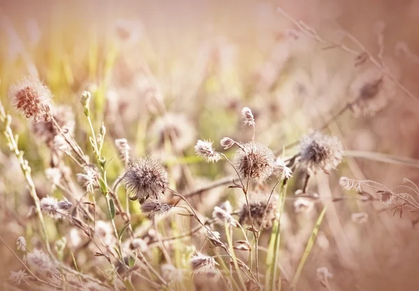 Flores secas no prado, no verão — Fotografia de Stock