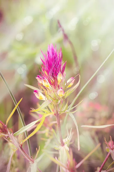Flor púrpura en el prado —  Fotos de Stock