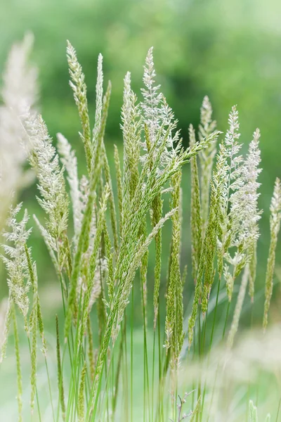 Vackra högt gräs — Stockfoto