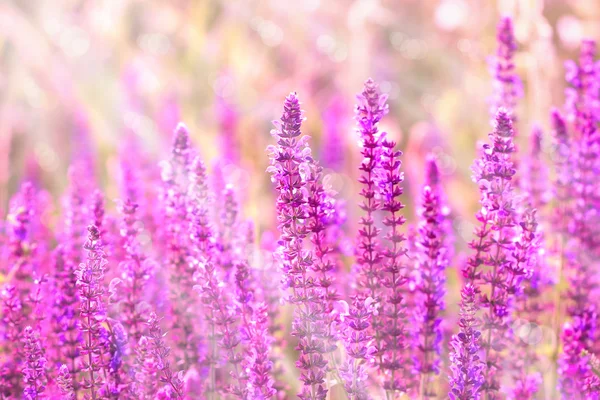 Όμορφο λιβάδι μωβ λουλούδια (αγριολούλουδο) — Φωτογραφία Αρχείου
