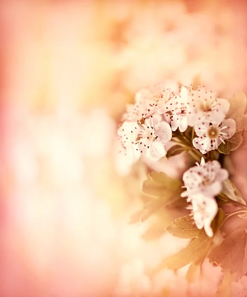 소프트 포커스 꽃 가지에 — 스톡 사진