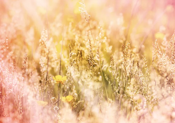Våren gräs upplyst av solljus — Stockfoto