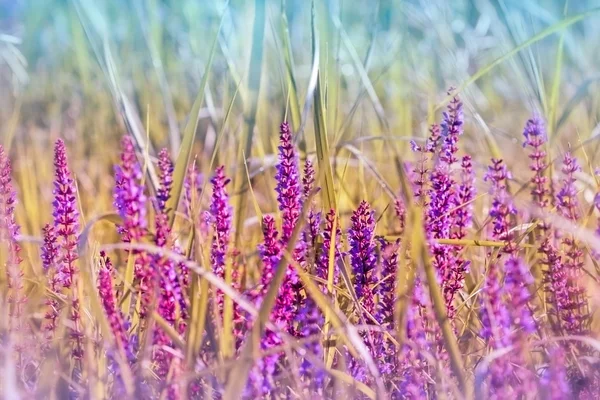 Beautiful purple meadow flowers ( wild flower) — Stock Photo, Image