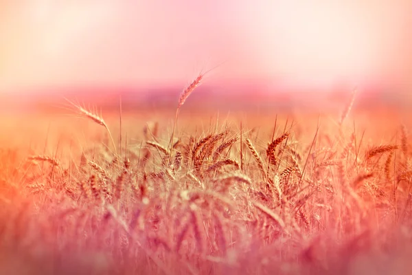 Late afternoon on wheat field - sunset on wheat field — Stock Photo, Image