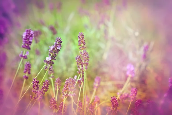 Mjukt fokus på vackra lavendel - upplyst av solstrålar — Stockfoto