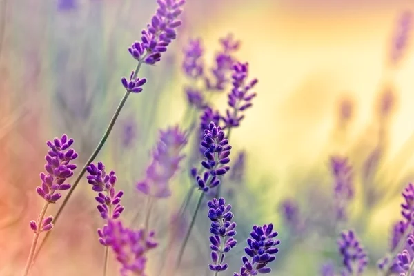 Soft focus on beautiful lavender - lit by sunbeams — Stock Photo, Image