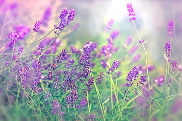 Soft Focus Sea... op prachtige lavendel - verlicht door zonnestralen — Stockfoto