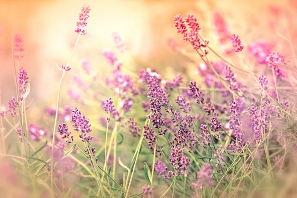 Focus doux sur la belle lavande éclairée par des rayons de soleil — Photo