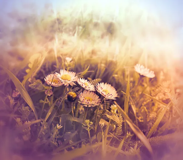 Spring daisy in a meadow — Stock Photo, Image