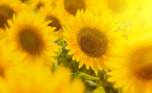 Sunflower close-up — Stock Photo, Image