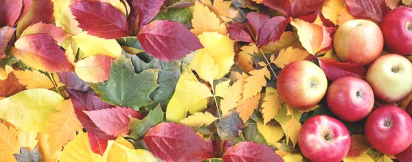 Frische Bio Äpfel Auf Bunten Blättern Herbsternte — Stockfoto