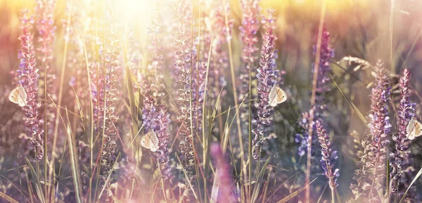 Schmetterlinge Auf Lila Blüten Feld Schöne Natur Morgen — Stockfoto