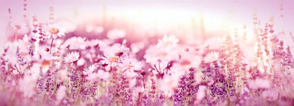 Lavanda Flores Margarida Prado Belo Roxo Rosa Natureza — Fotografia de Stock