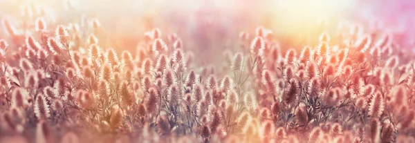 Virágok Növények Világít Napfény Késő Délután Gyönyörű Természet Rét — Stock Fotó