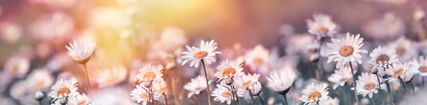 Focus Sélectif Doux Sur Fleur Marguerite Beau Paysage Prairie Printemps — Photo