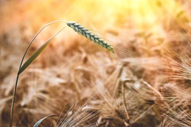Buğday kulağı, öğleden sonra buğday tarlası