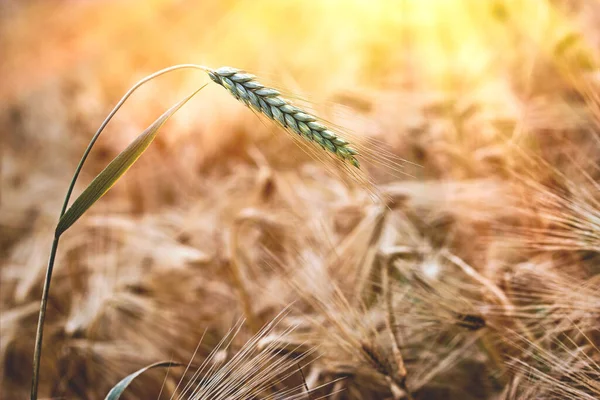 Buğday kulağı, öğleden sonra buğday tarlası