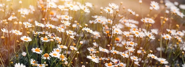 Kvetoucí Divoký Heřmánek Nádherná Příroda Jaře Květina Sedmikráska Ozářená Slunečním — Stock fotografie