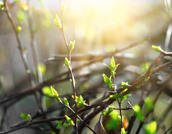 Молодые Весенние Листья Освещаемые Солнечными Лучами Красивая Природа Весной — стоковое фото