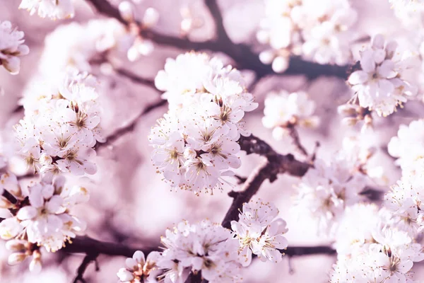 Tree Blossom Beautiful Flowering Branch Springtime — Stock Photo, Image