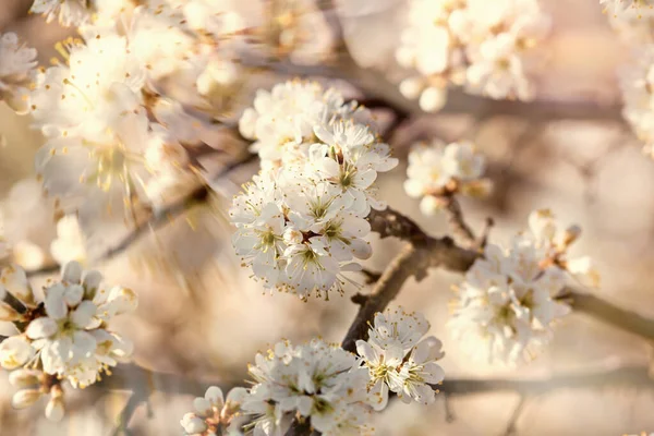 Prachtige Natuur Het Voorjaar Takken Bloei Verlicht Door Zonlicht Bloeiende — Stockfoto