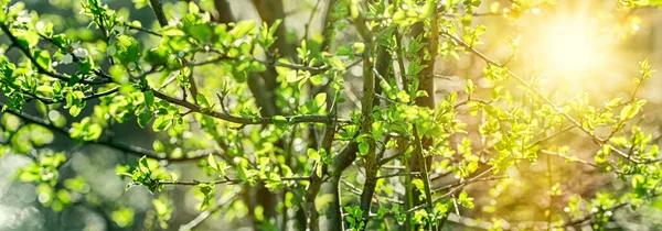 Selektywne Miękkie Skupienie Liściach Wiosennych Młodych Liściach Wiosennych Oświetlonych Promieniami — Zdjęcie stockowe