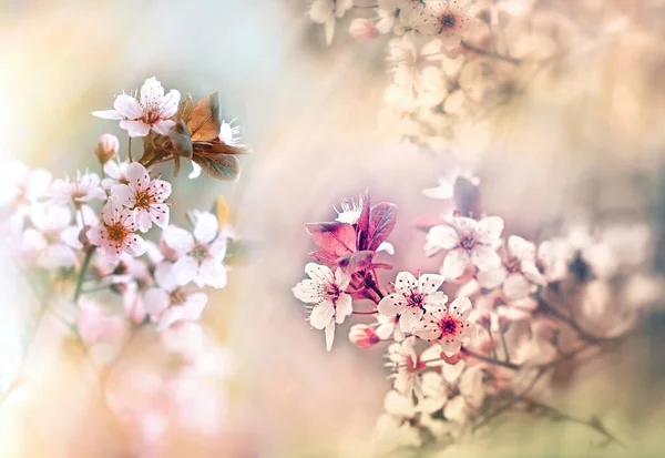Selektivní Měkké Zaměření Květinu Větev Květu Osvětlená Slunečními Paprsky Krásná — Stock fotografie