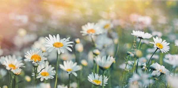 Flowering Daisy Flower Beautiful Meadow Flowers Lit Sun Rays Field — Fotografia de Stock