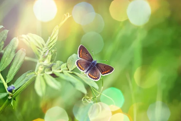 Schöner Schmetterling Auf Klee Insekt Sonnenlicht Schönheit Frühling — Stockfoto