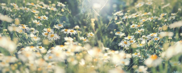 Belle Fleur Marguerite Camomille Sauvage Dans Prairie Éclairée Par Lumière — Photo