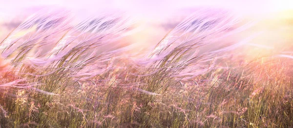 Beautiful Grass Meadow Silky Softness High Grass Sunset — Stock Photo, Image