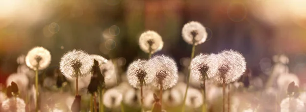 Selective Soft Focus Dandelion Seeds Fluffy Blow Ball Beautiful Nature — Stock Photo, Image