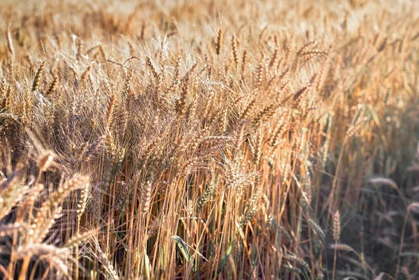 Tarwekorrel Rijp Het Oogsttijd Het Tijd Oogsten Tarweveld Late Namiddag — Stockfoto