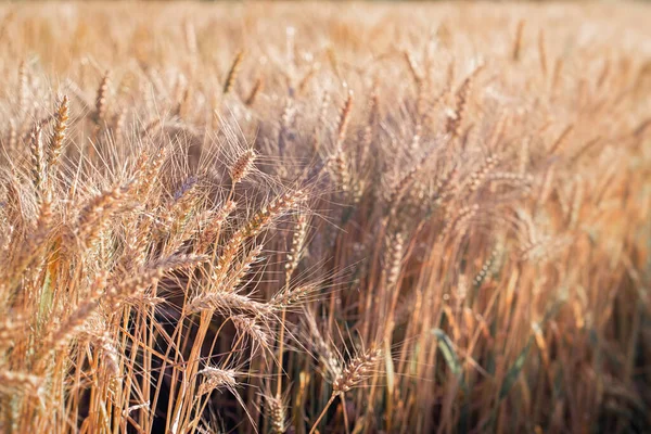 Золотое Пшеничное Поле Колосья Пшеницы Поле — стоковое фото