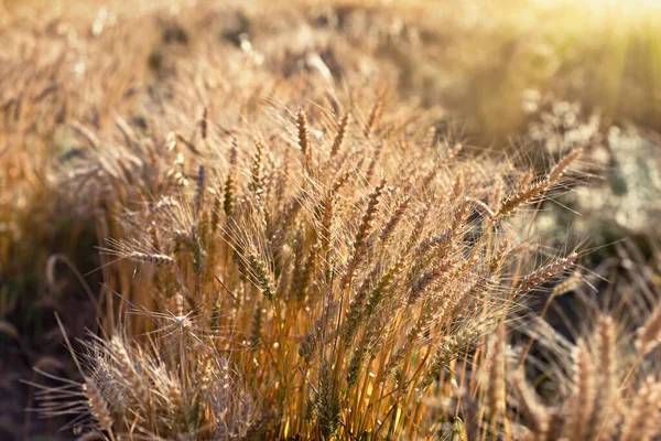 Schöne Ähren Goldener Weizen Sonnenuntergang — Stockfoto