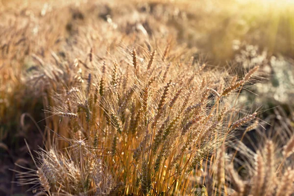 Vackra Öron Vete Gyllene Vete Solnedgången — Stockfoto