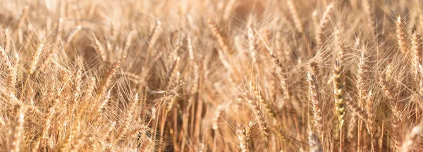 Golden Wheat Field Close Wheat Ears — Stockfoto